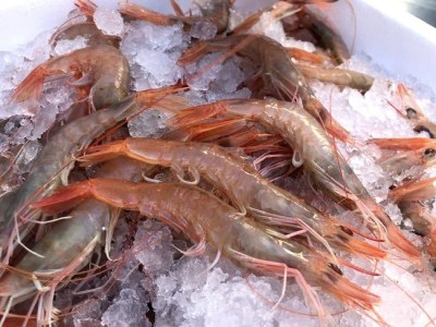 gamba blanca de Palamós